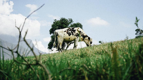 Organ Meats: Nature's Most Nutrient-Dense Superfoods